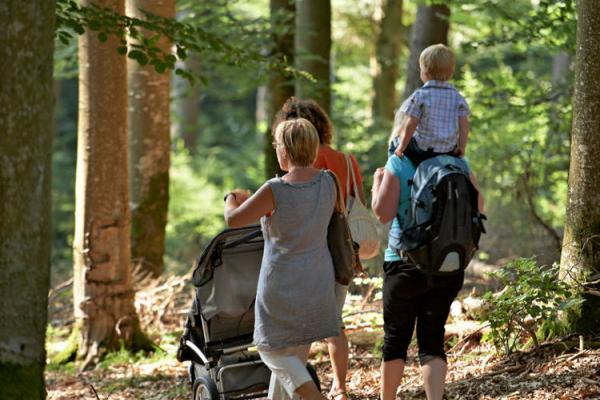 Circuit poussettes 4x4 H03 : sentier de découverte d'une forêt