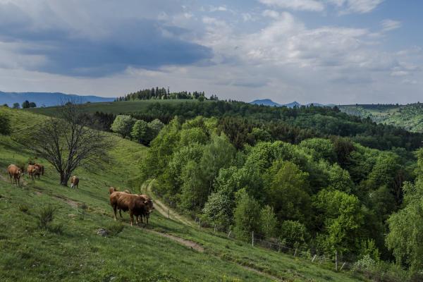 Circuit rando H12 : Du Haut-Ranrupt aux Hauts-Bois