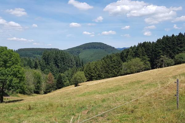 Circuit poussettes 4x4 H02 : La clairière du Hang