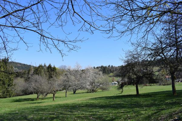 Circuit poussettes 4x4 B01 : De Grendelbruch au Hohbuhl