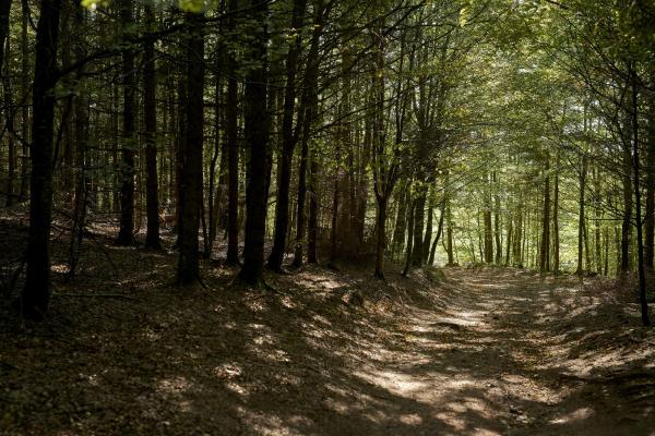 Circuit VTT D01 : Le Donon par le Haut du Bon Dieu