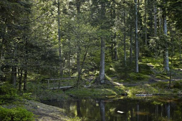 Circuit VTT C03 : De l'étang du Coucou vers la Haute Loge
