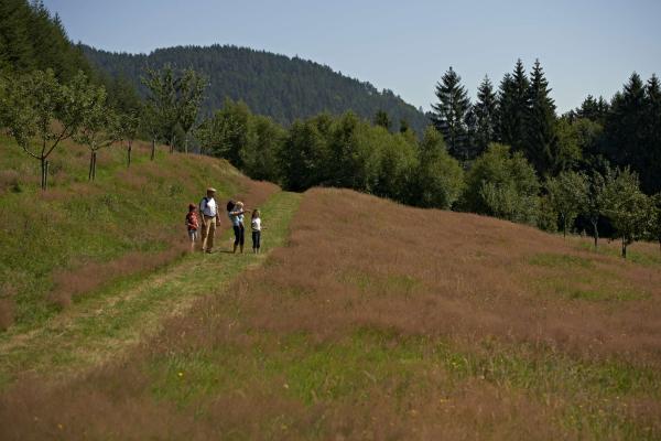 Circuit poussettes 4x4 H04 : De Saales au Voyemont par le col de l'Abatteux