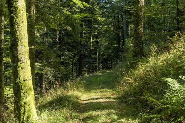 Circuit VTT B01 : Vers le Hohbühl