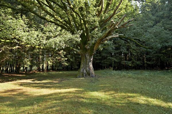 Circuit VTT C06 : Des Quelles à Fréconrupt