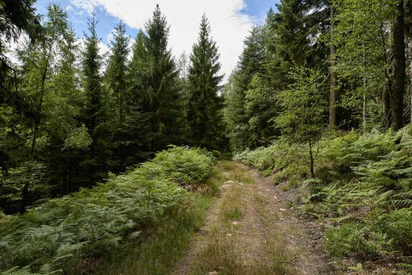 Circuit VTT C12 : Du château de Salm au col du Hantz