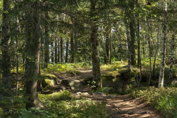 Circuit VTT C13 : Boucle depuis Schirmeck via Les Minières et les contreforts du Donon