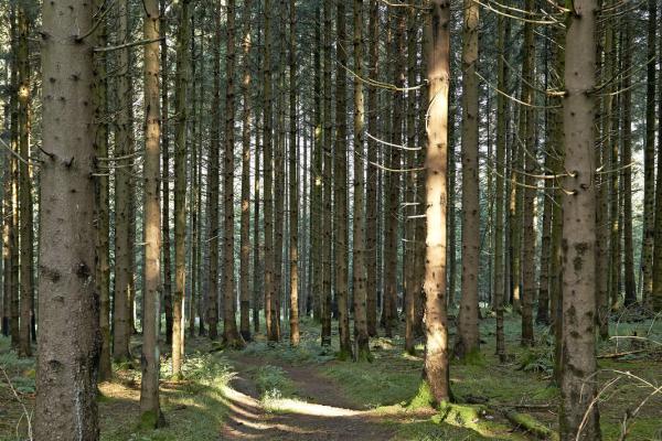Circuit VTT CDF04 : De Schirmeck au Col de la Charbonnière