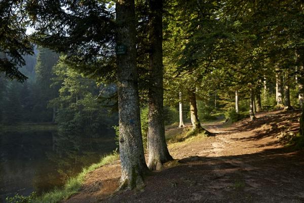 Circuit VTT B06 : De Urmatt à l'étang du Kasperlehep